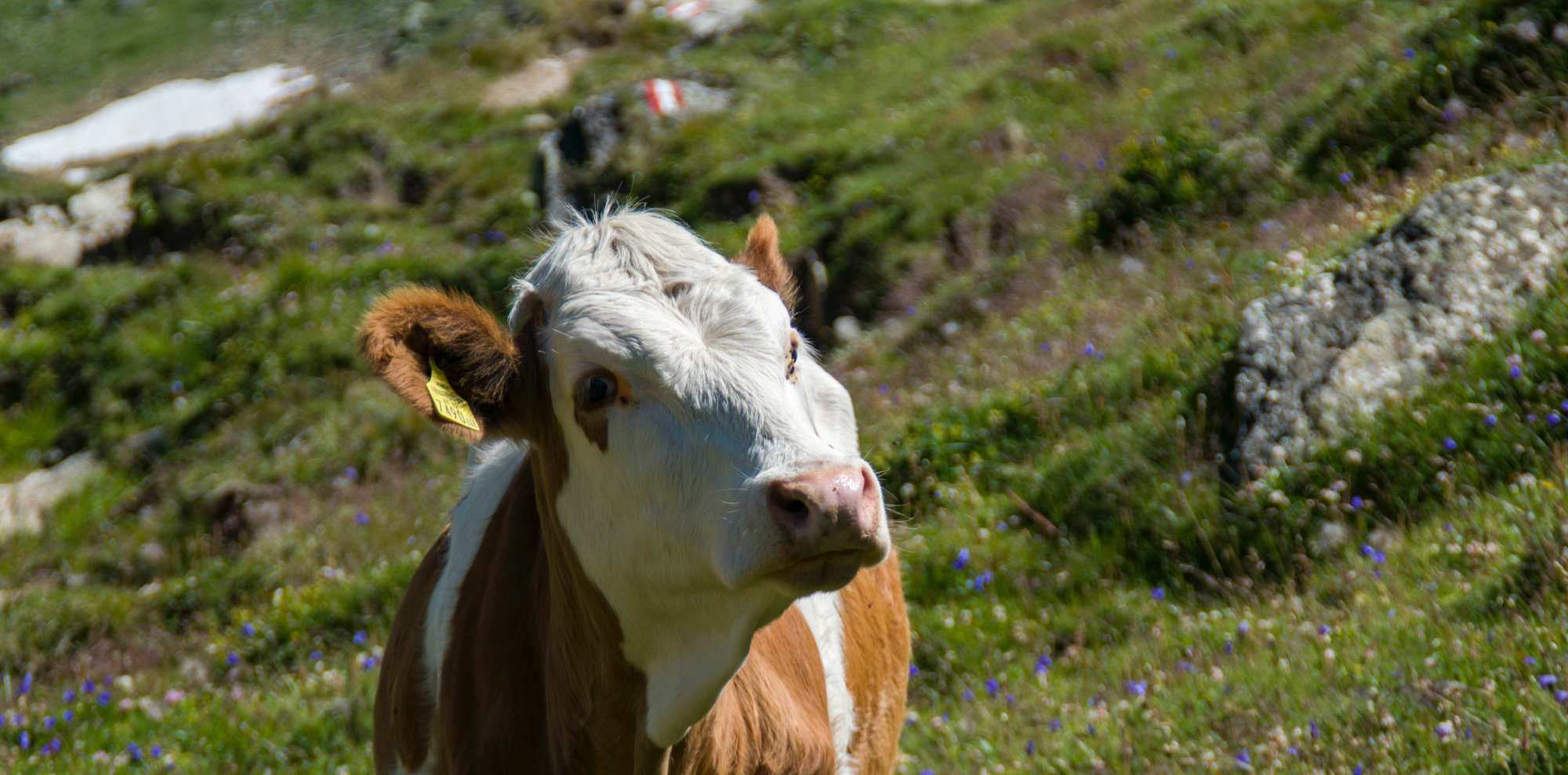 Tiere entlang des Wanderwegs © Tim Dennert on unsplash